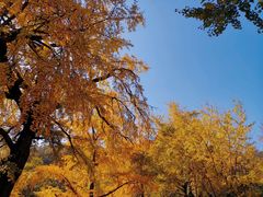-千年银杏谷文化旅游区