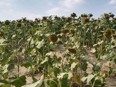-映月湖中央公园