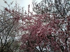 -桃花堤公园