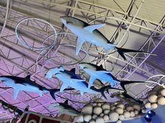 -烟台海昌鲸鲨海洋公园