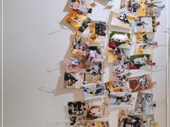 -Husky Go! 哈士奇体验馆·宠物咖啡厅狗咖