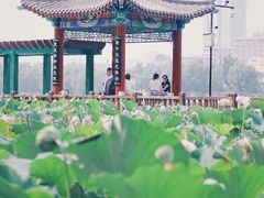-莲花池公园