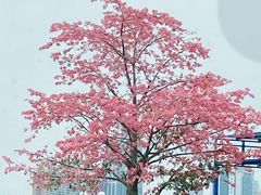 -星巴克(广州立白中心店)
