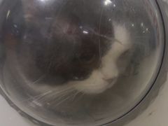 -瑞派福兴宠物医院犬猫全科·骨科·中西医结合(河东店)