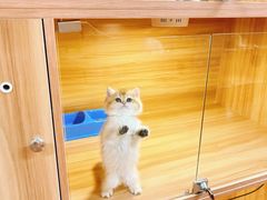 -猫十亿·布偶金渐层·曼基康矮脚猫舍(青年路店)