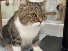 -喵园·猫主题咖啡厅·撸猫·猫咖(国贸店)