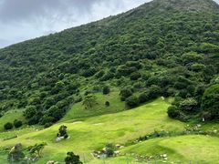 -大姆山草场