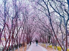 -桃花堤公园