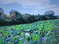 -金山公园
