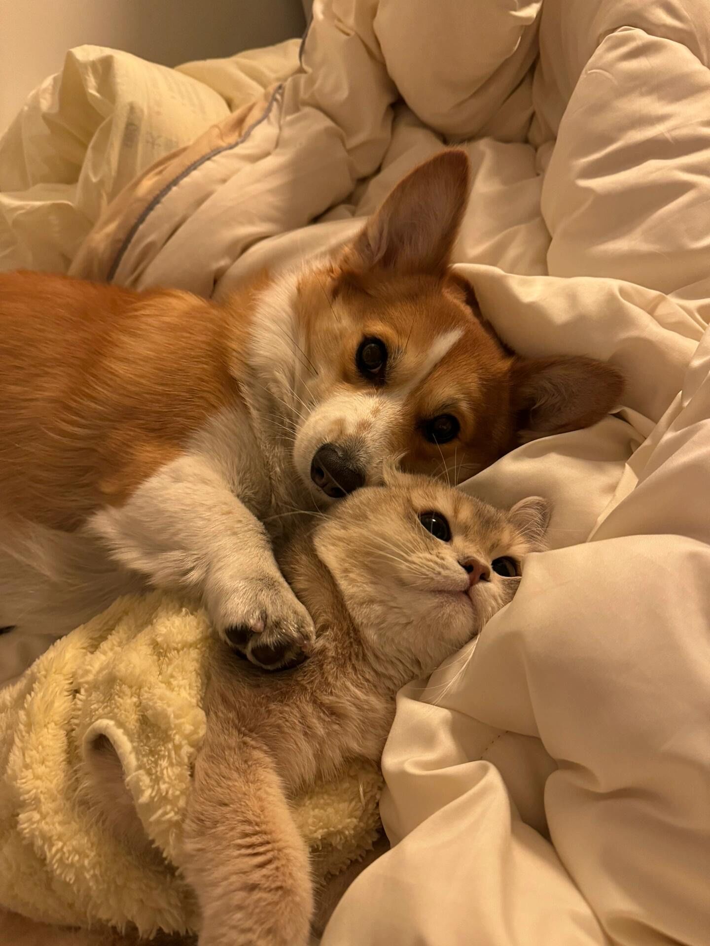 小猫小狗和谐全靠摆拍!