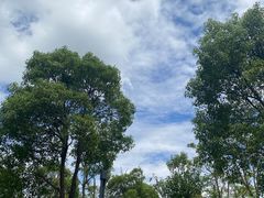 -春花秋色城市公园