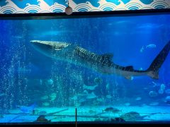 -烟台海昌鲸鲨海洋公园