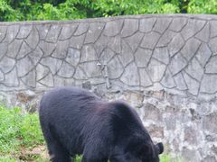 -都江堰中华大熊猫苑