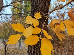 -永定河休闲森林公园