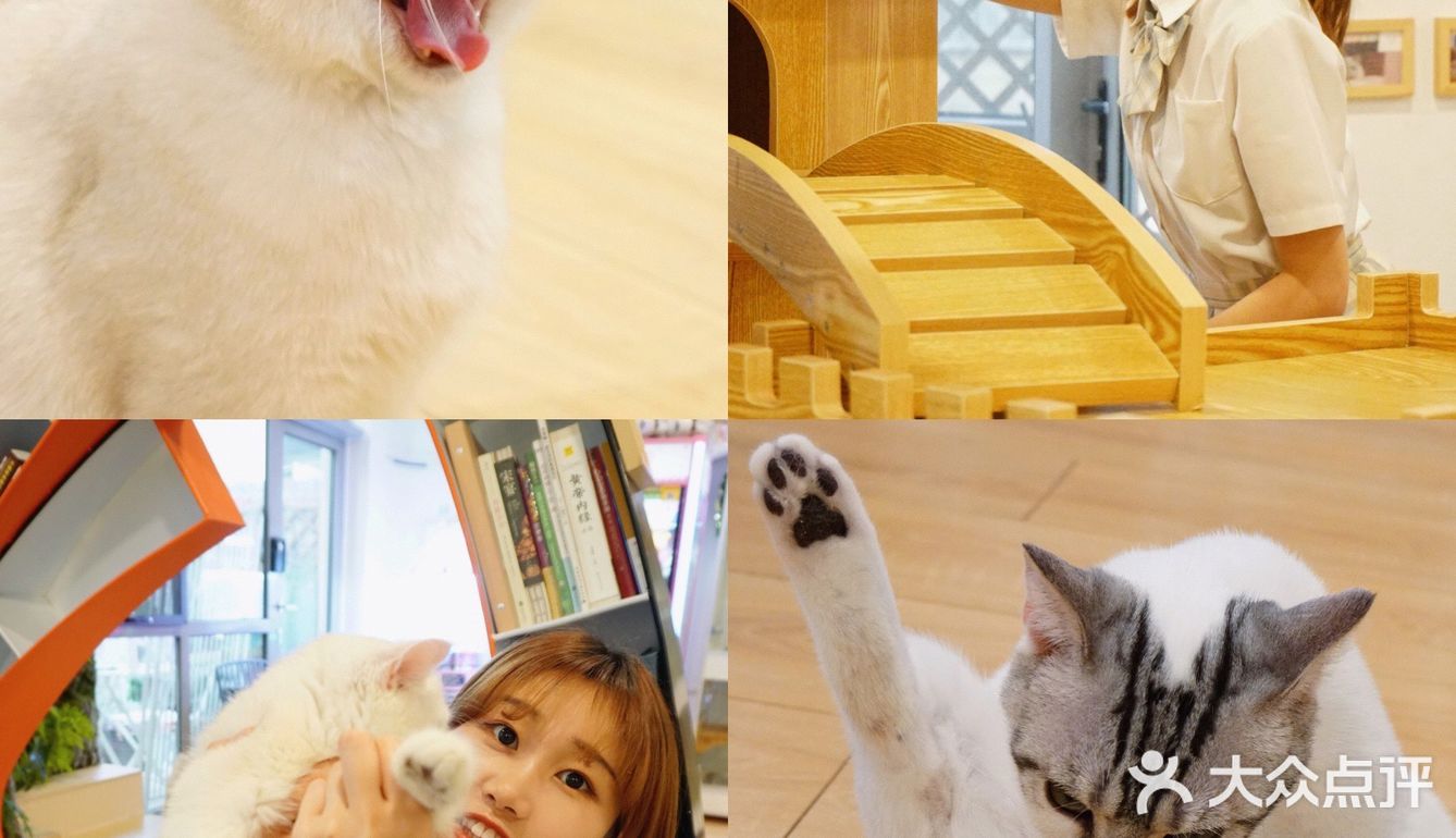 北京探店｜猫咪后院实现撸猫自由🐱