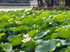 -荔湾湖公园