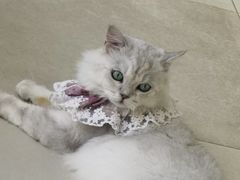 -怪兽屋·羊驼·猫咖·狗咖(俊华广场店)