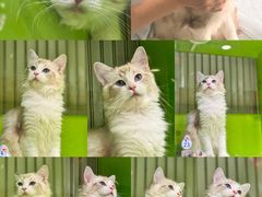 -唐小姐の私宠·宠物洗护美容·撸猫馆·购宠(周浦万达旗舰店)