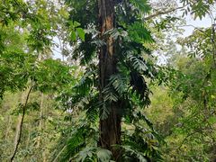 -西双版纳原始森林公园