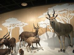 -陕西自然博物馆