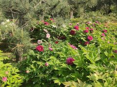 -莲花池公园