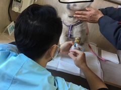 -北京观赏动物医院·24小时大型综合·猫专科·异宠专科
