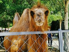 -长白岛森林公园