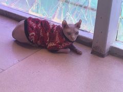 -藏猫猫咖啡主题馆(中央大道店)