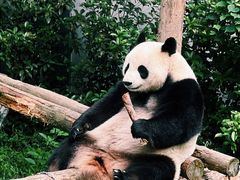 -红山森林动物园