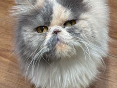 -有猫主题·治愈系猫咖(曾厝垵店)