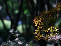 -秋霞圃