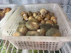 -菌之家·专业纯野生菌火锅·特色炒菌