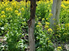 -合肥滨湖国家森林公园