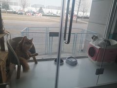 -欧奕国际动物医院