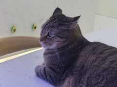 -喵园·猫主题咖啡厅·撸猫·猫咖(国贸店)