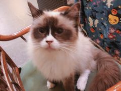 -猫色咖啡·猫咖