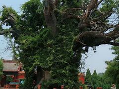 -大槐树寻根祭祖园