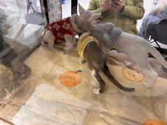 -万达广场(大明宫店)