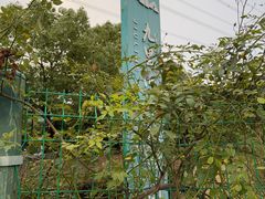 -九里河湿地公园