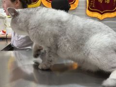 -瑞派名望志远动物医院·猫科·內科·异宠专科(直港大道店)