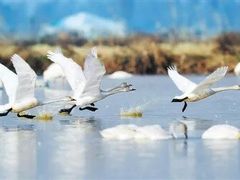 -鄱阳湖国家湿地公园