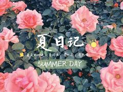 -香蜜公园