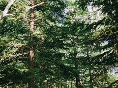 -塞罕坝国家级自然保护区