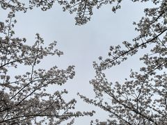 -高东镇樱花园