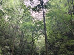 -牛背梁国家森林公园