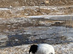 -黑龙江扎龙生态旅游区