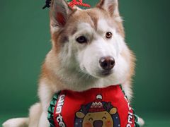 -超宠爱宠物摄影-Super pet