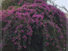 -云溪植物园