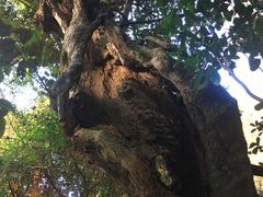 -灵光寺