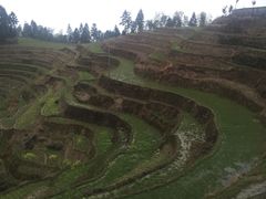 -紫鹊界梯田景区